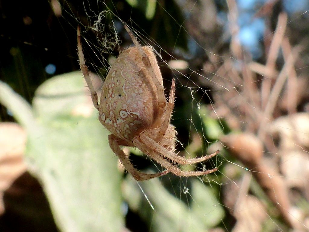 tre colorazioni di Araneus diadematus - Gorgoglione (MT)